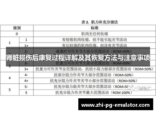 肾脏损伤后康复过程详解及其恢复方法与注意事项 肾脏损伤后康复过程详解及其恢复方法与注意事项